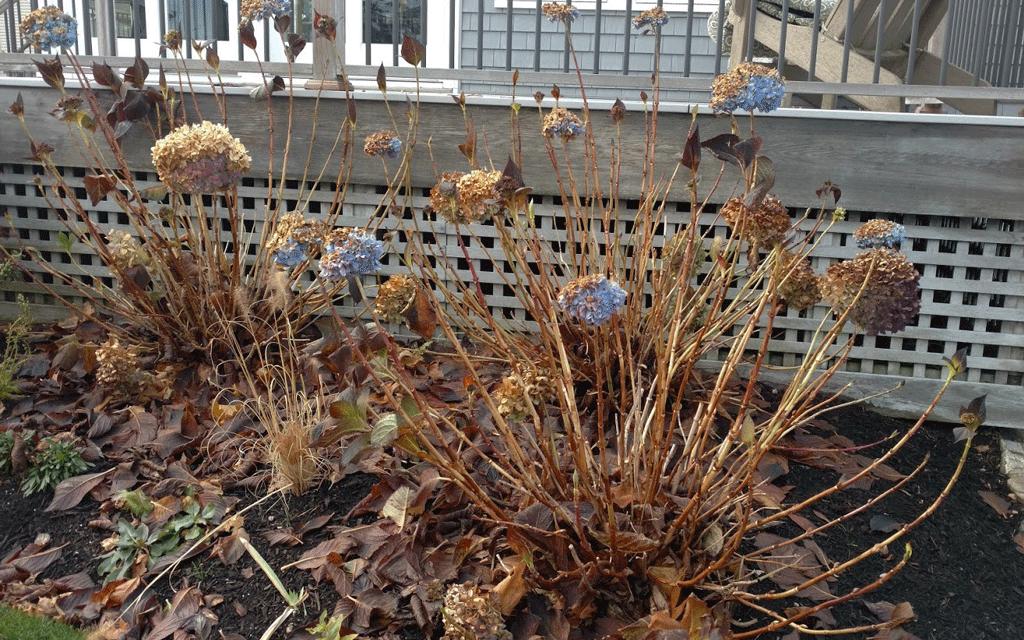 How to Put Your Hydrangeas to Bed for Winter