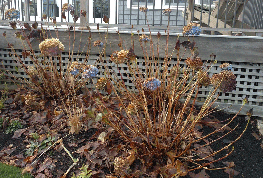 Image of Crush hydrangea plant in winter