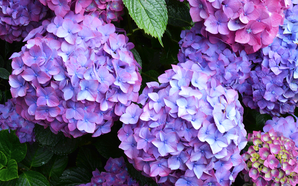 How to Get More Blooms on Your Hydrangeas